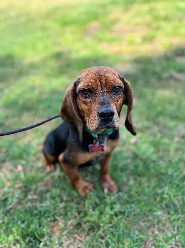 Henrietta thumbnail 2