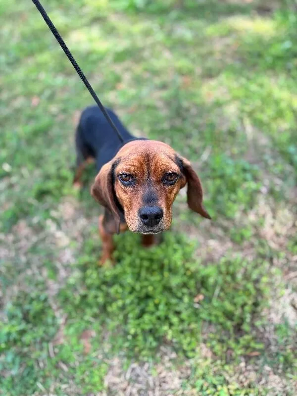 Henrietta thumbnail 3