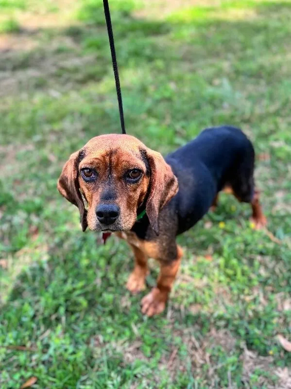 Henrietta thumbnail 4