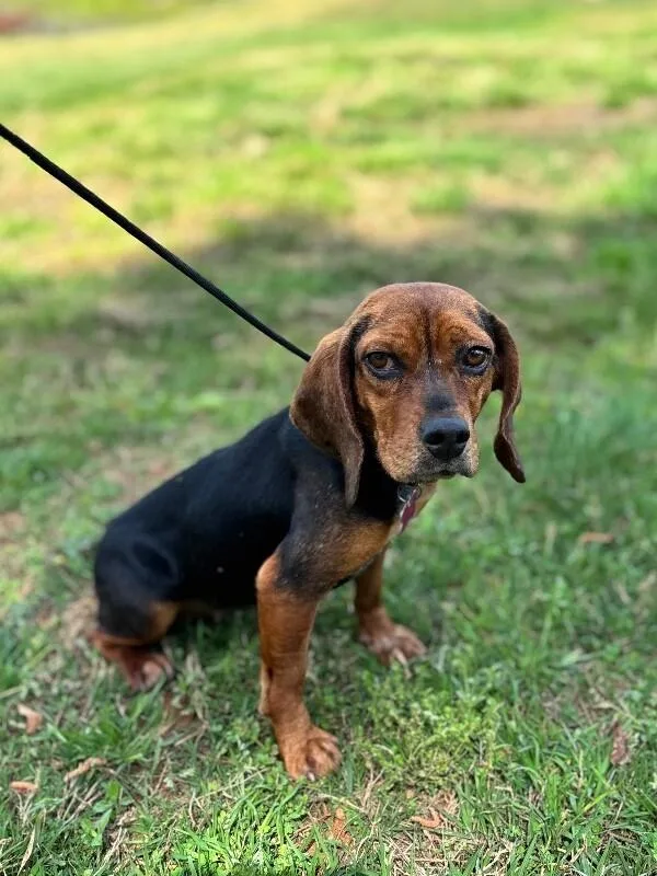 Henrietta thumbnail 5