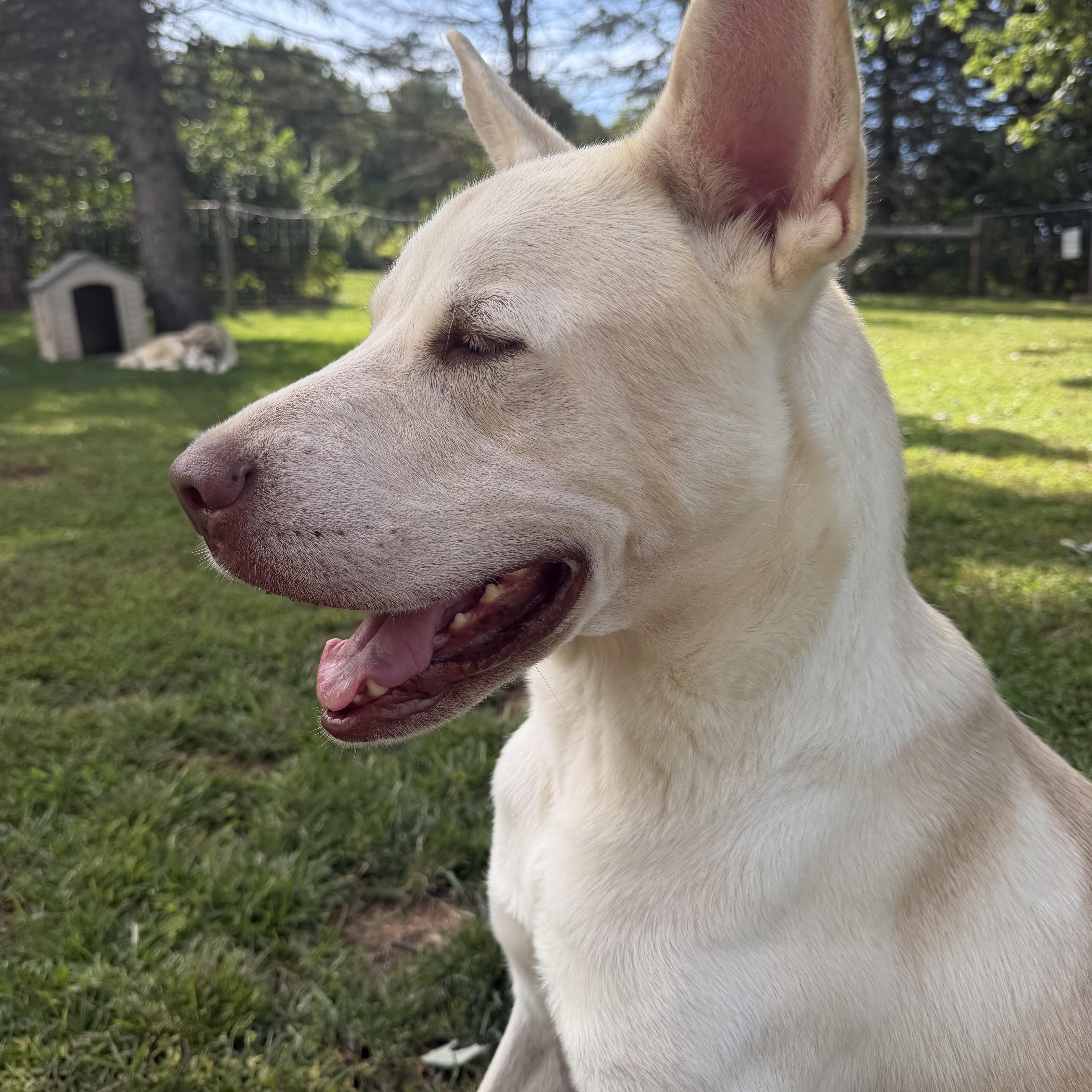 An adult large-sized male Siberian Husky dog named Butterball Boyd for adoption in Spring City, PA