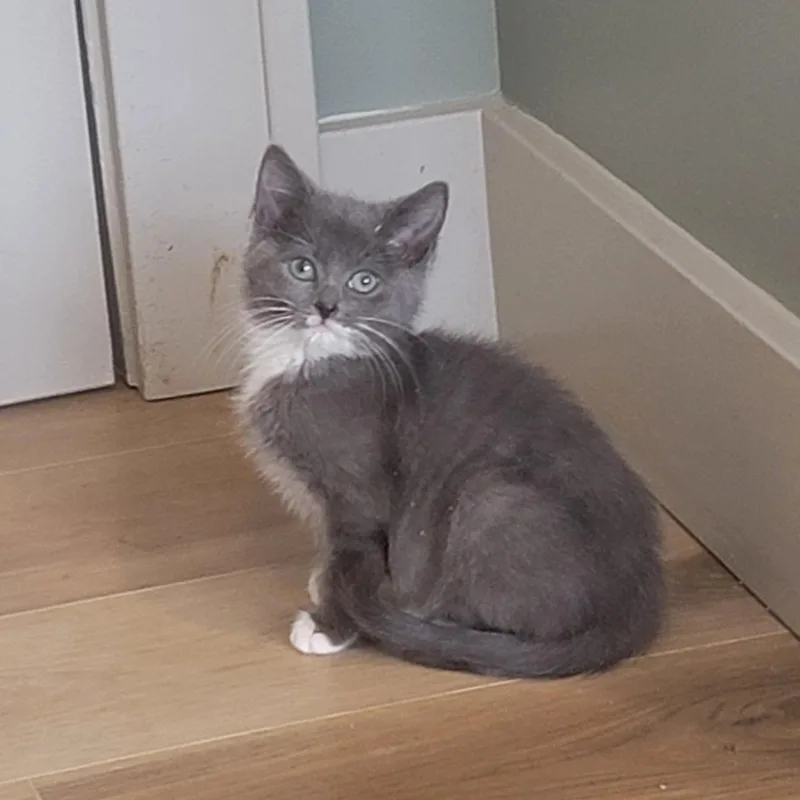A baby medium-sized female Gray & White Domestic Short Hair cat named Evelyn for adoption in Wyandotte, MI