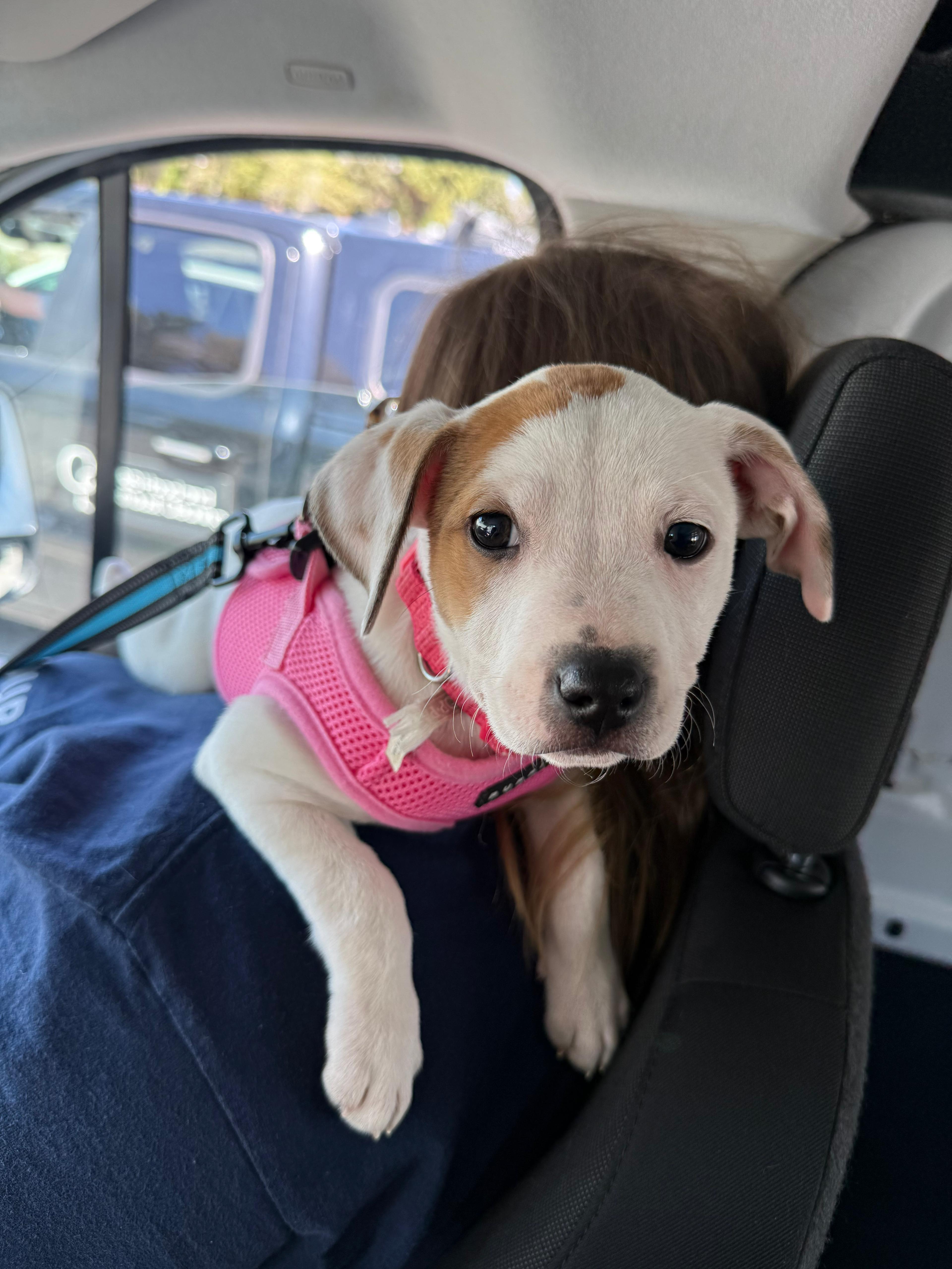 A baby medium-sized female White / Cream Mixed Breed dog named Iris for adoption in Renfrew, PA