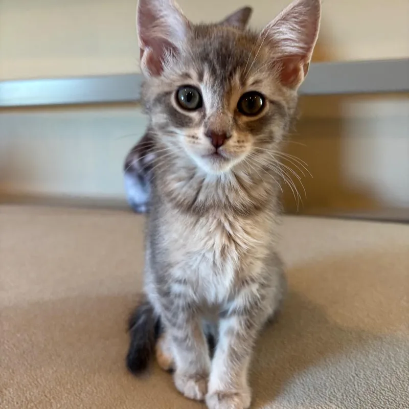 A baby small-sized female Calico Domestic Short Hair cat named Nancy Drew for adoption in Los Angeles, CA