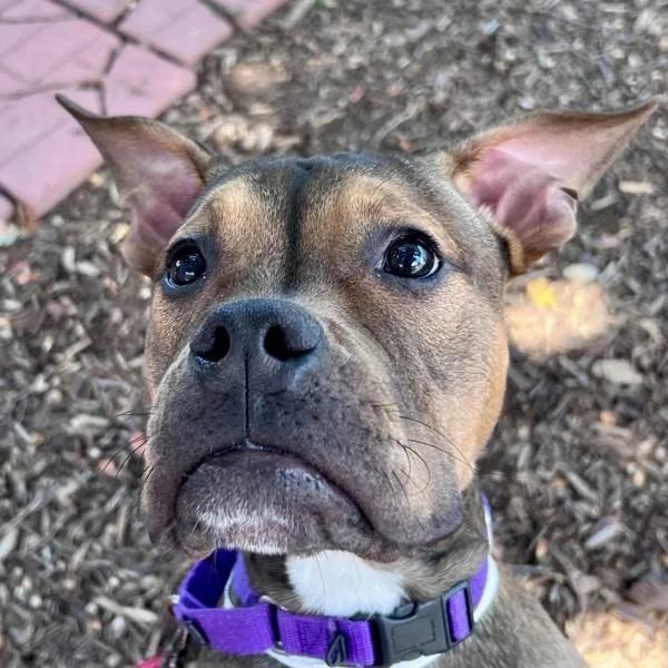 A young medium-sized male Boxer dog named Digimon for adoption in Walnut Creek, CA
