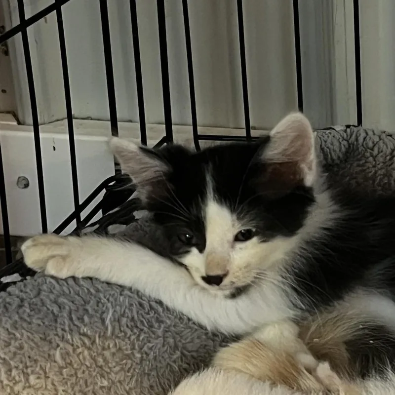 A baby small-sized male White Domestic Short Hair cat named Peppercorn for adoption in Marion, IL