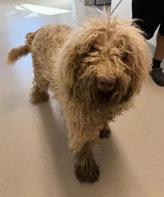 A young large-sized male Poodle dog named Beau for adoption in Haw River, NC