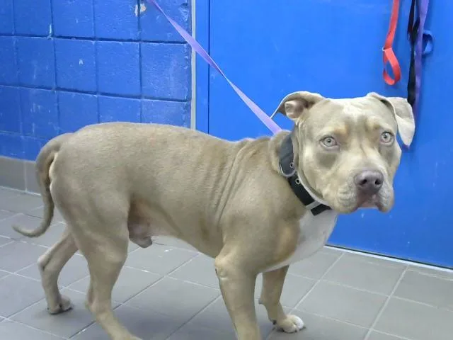 An adult medium-sized male Pit Bull Terrier dog named Draco for adoption in Albuquerque, NM