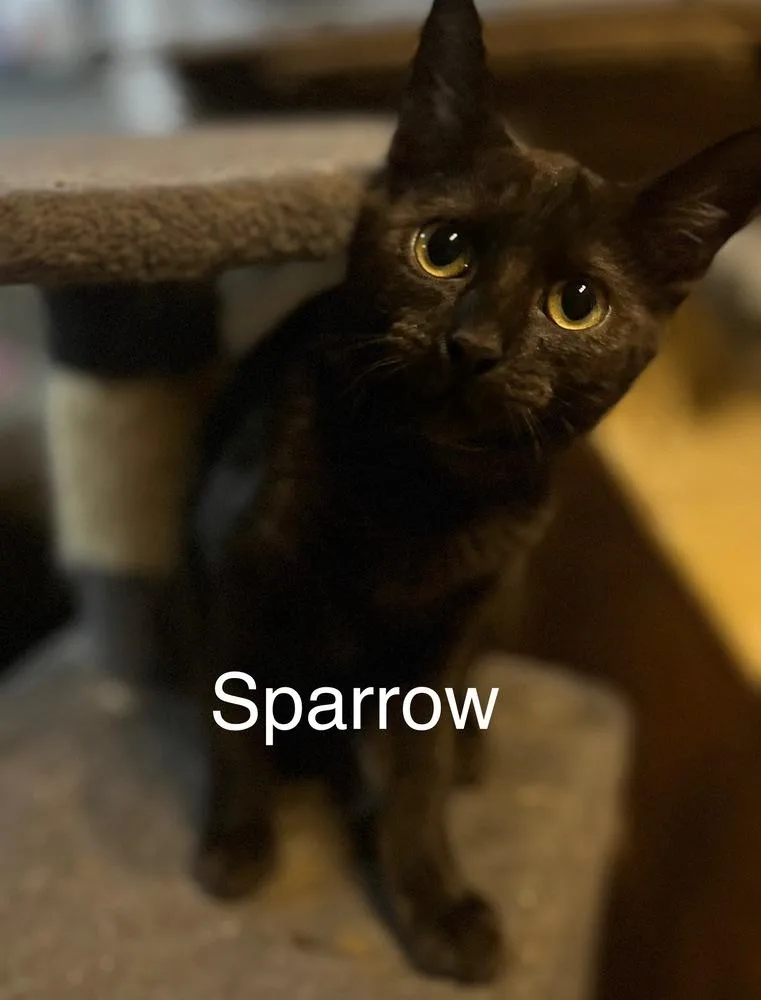 A baby small-sized female Black Domestic Short Hair cat named Sparrow for adoption in Plumerville, AR