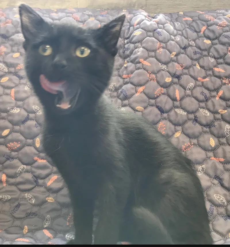 A young medium-sized male Black Domestic Short Hair cat named Ant for adoption in Buena Vista, CO