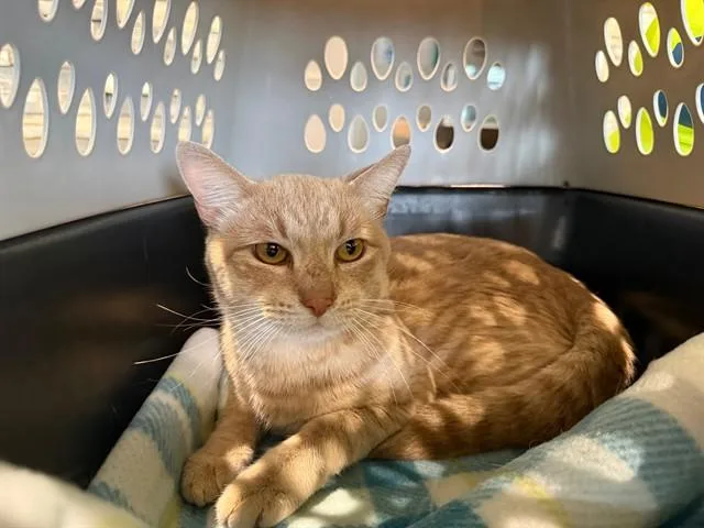 A young small-sized male Domestic Short Hair cat named Cheeto for adoption in Garland, TX