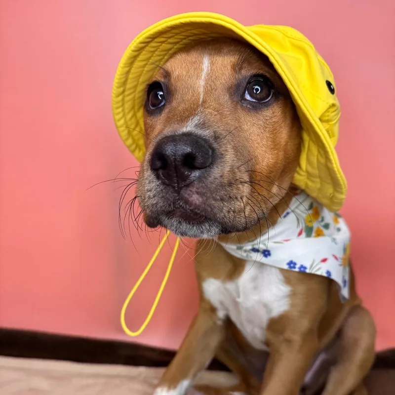 A baby medium-sized female Boxer dog named Bailey for adoption in San Antonio, TX