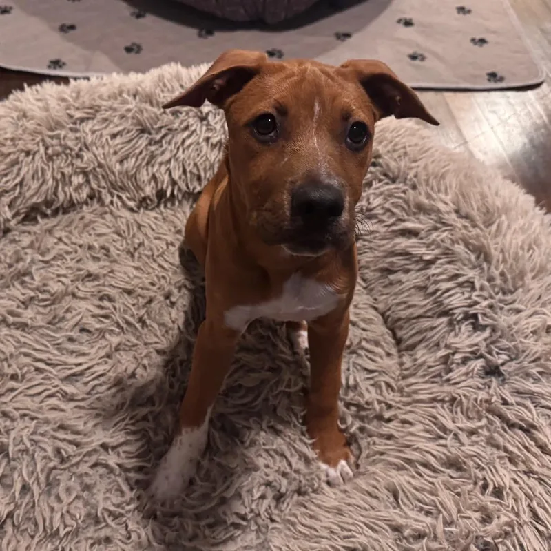 Bailey thumbnail 5