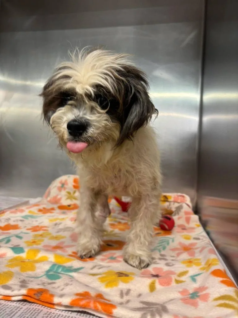 A senior medium-sized male Shih Tzu dog named Mowgli for adoption in Findlay, OH