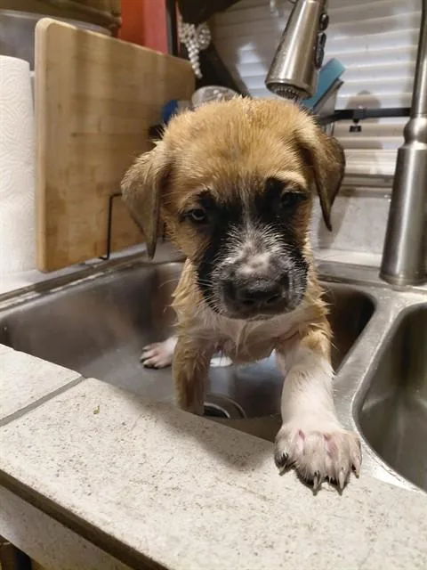 A baby small-sized male German Shepherd Dog dog named Bandit for adoption in Tucson, AZ