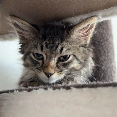 A baby small-sized female Brown / Chocolate Domestic Short Hair cat named Lil DeVille for adoption in Belleville, IL