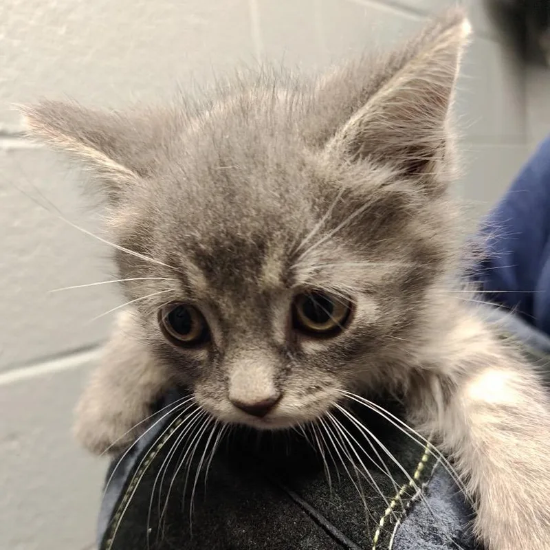 A baby small-sized female Gray / Blue / Silver Domestic Short Hair cat named Rivers for adoption in Allentown, PA