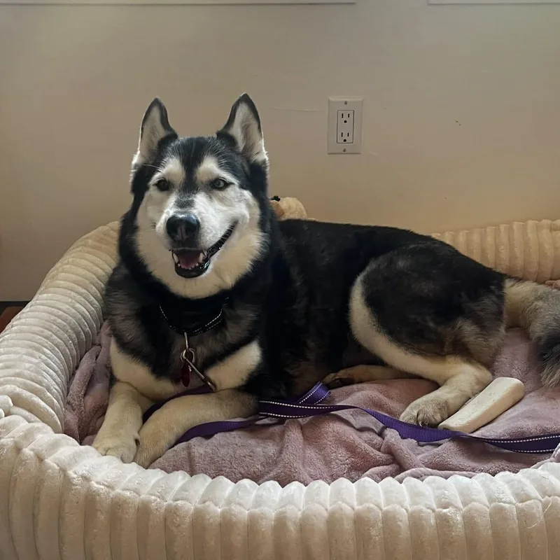A senior medium-sized female Black Husky dog named Belitta for adoption in San Rafael, CA