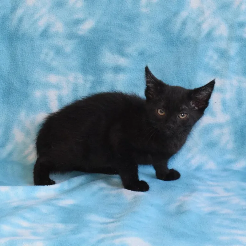 Binx