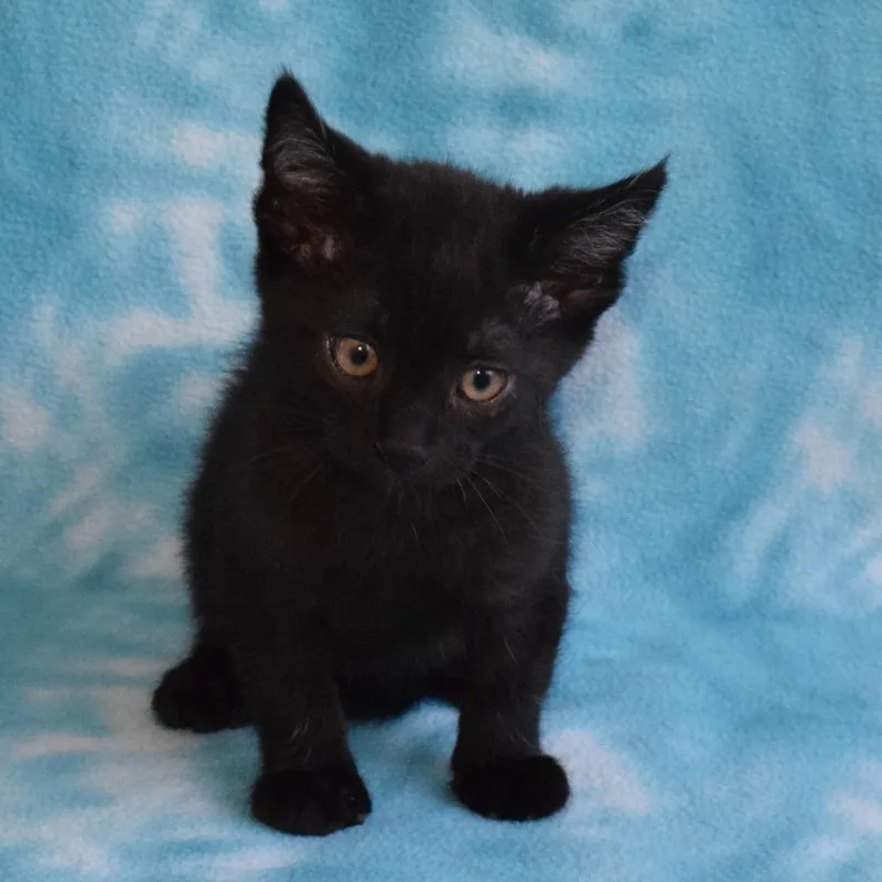 Binx thumbnail 2