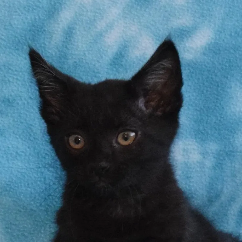 Binx thumbnail 3