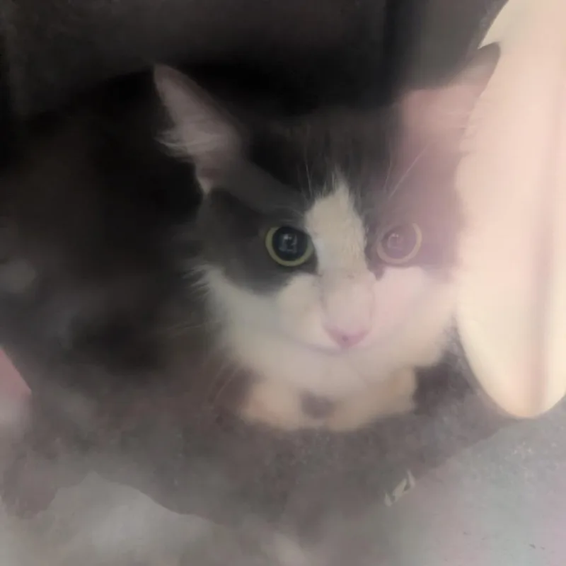 A young medium-sized female Gray / Blue / Silver Domestic Long Hair cat named Hey Lady for adoption in Charlottesville, VA