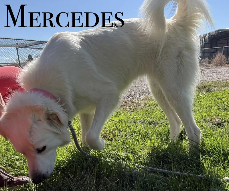 An adult large-sized female Great Pyrenees dog named Mercedes for adoption in Craig, CO