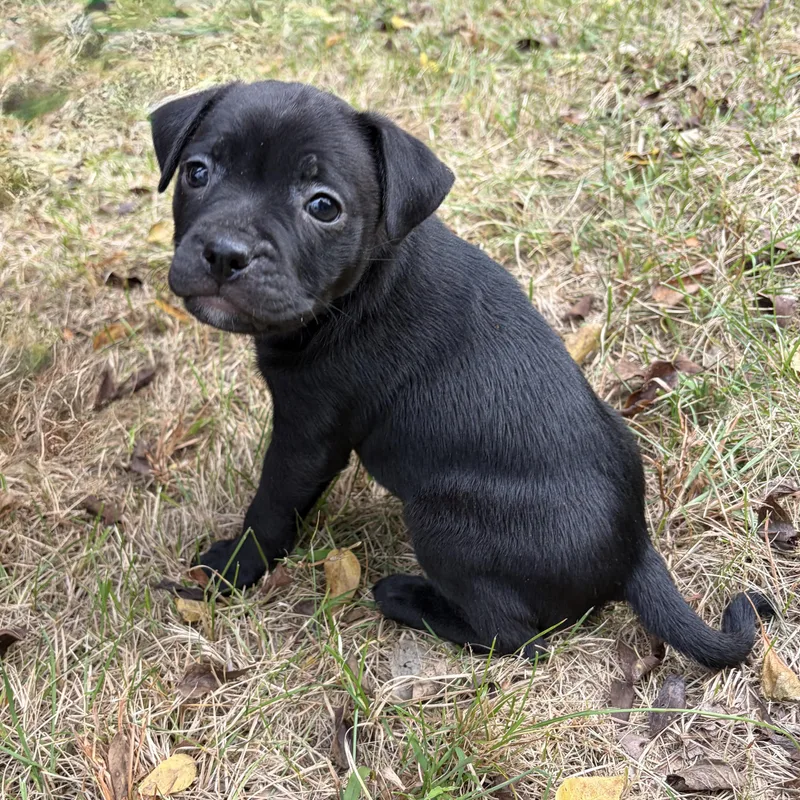 A baby small-sized female Boston Terrier dog named Pumpkin for adoption in Murphysboro, IL