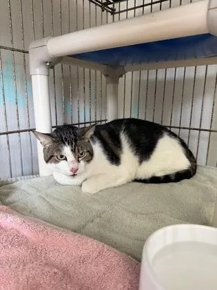 A senior large-sized male White Domestic Short Hair cat named Rocky for adoption in Key West, FL