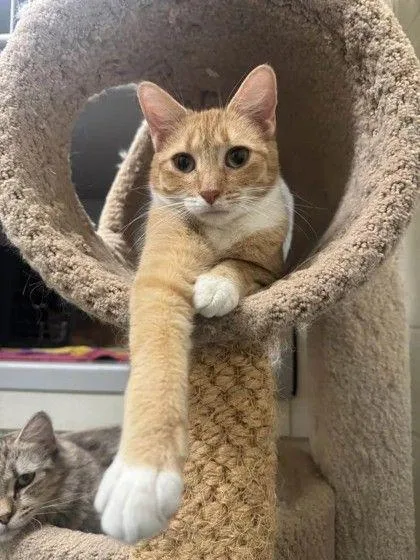 An adult medium-sized female Orange & White Domestic Short Hair cat named Yankee for adoption in Williamsport, PA