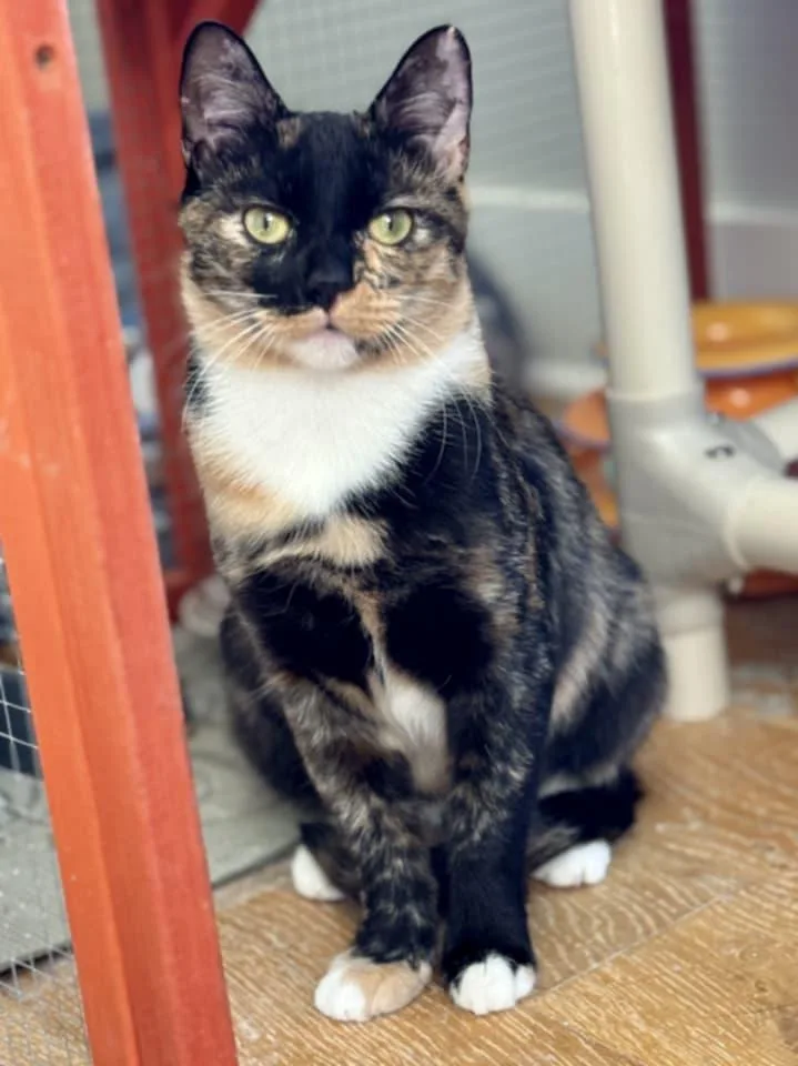 A young medium-sized female Domestic Short Hair cat named Sammie for adoption in McDonough, GA