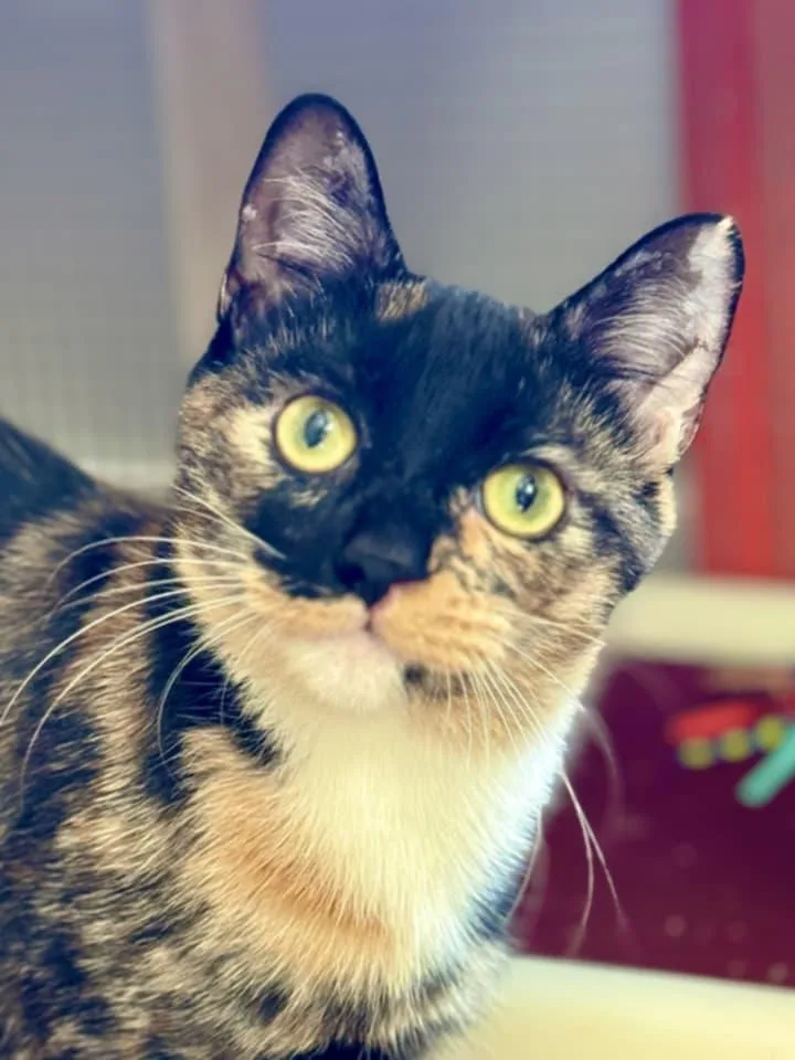 Sammie thumbnail 2