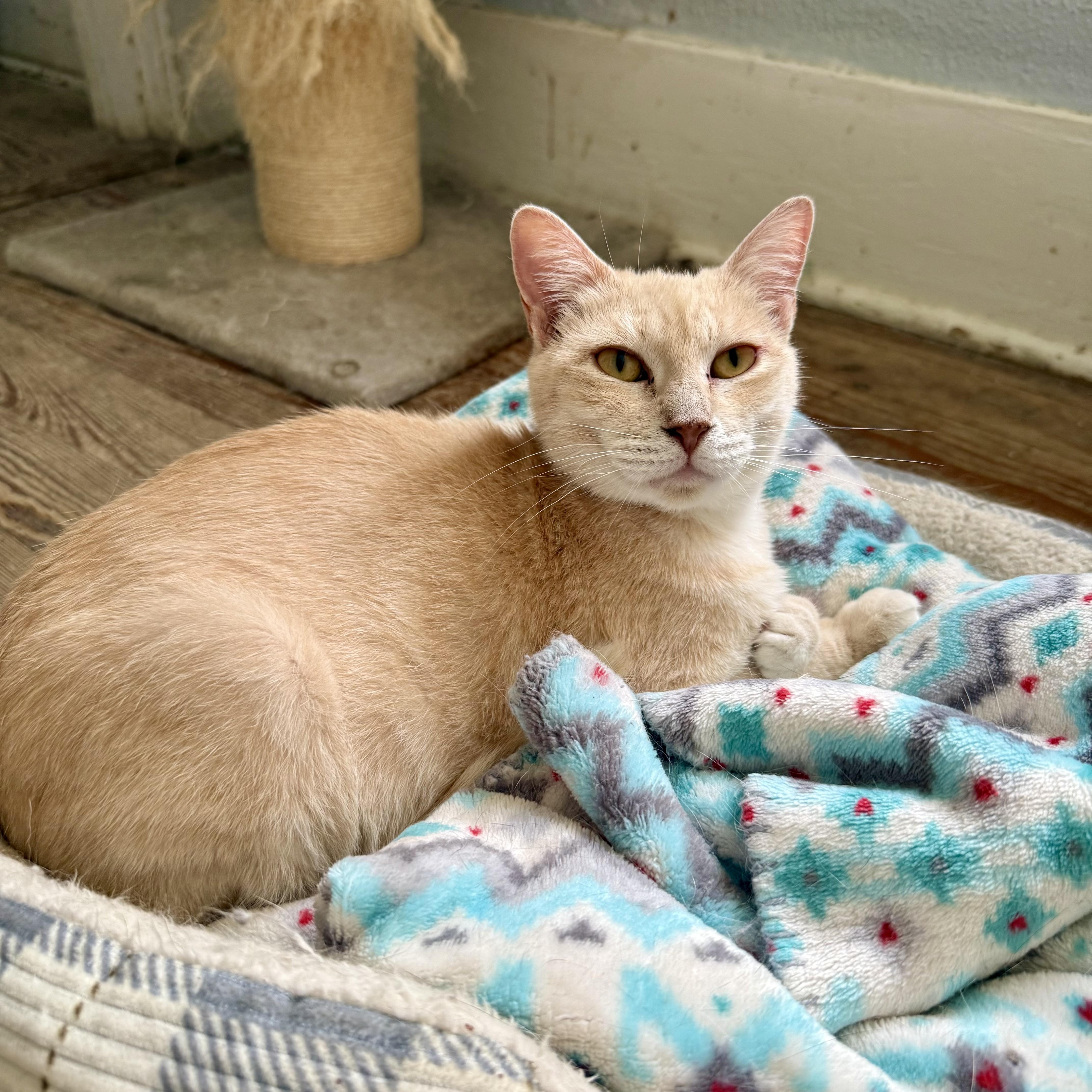 An adult medium-sized female Orange / Red Domestic Short Hair cat named Mama Mia for adoption in Shreveport, LA