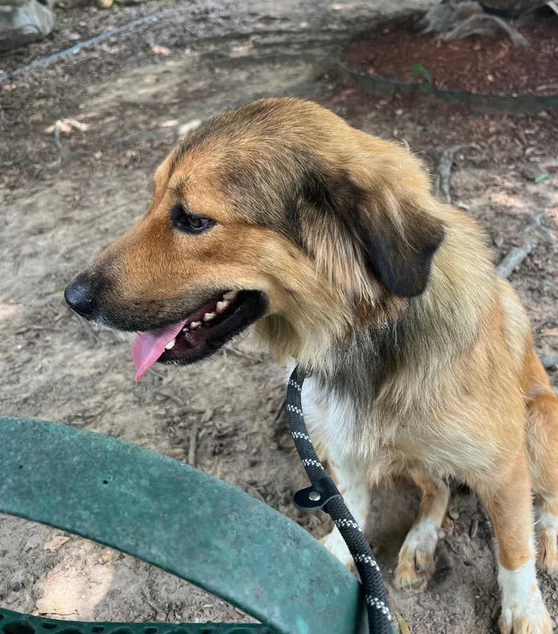 A young medium-sized female Shepherd dog named Lucille for adoption in Little Rock, AR