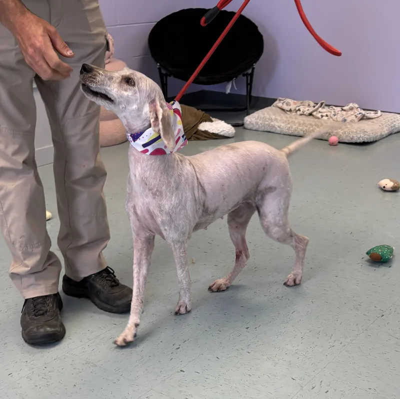 An adult medium-sized female White / Cream Goldendoodle dog named Muffin for adoption in Bardstown, KY