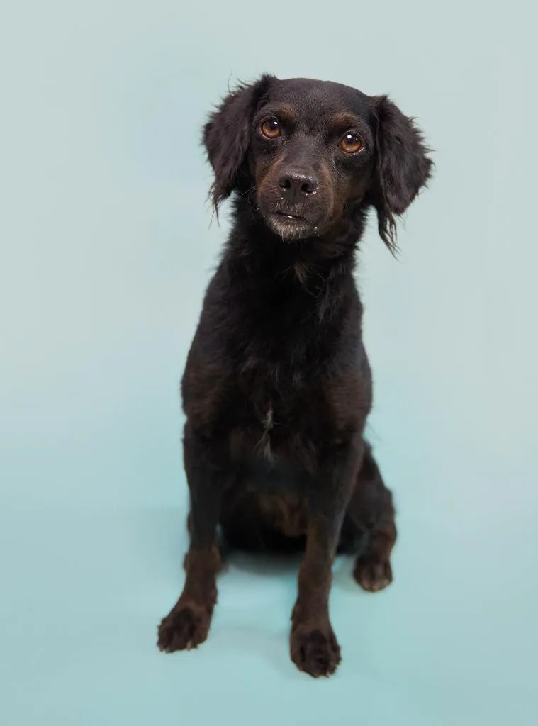 Kombangwa thumbnail 4