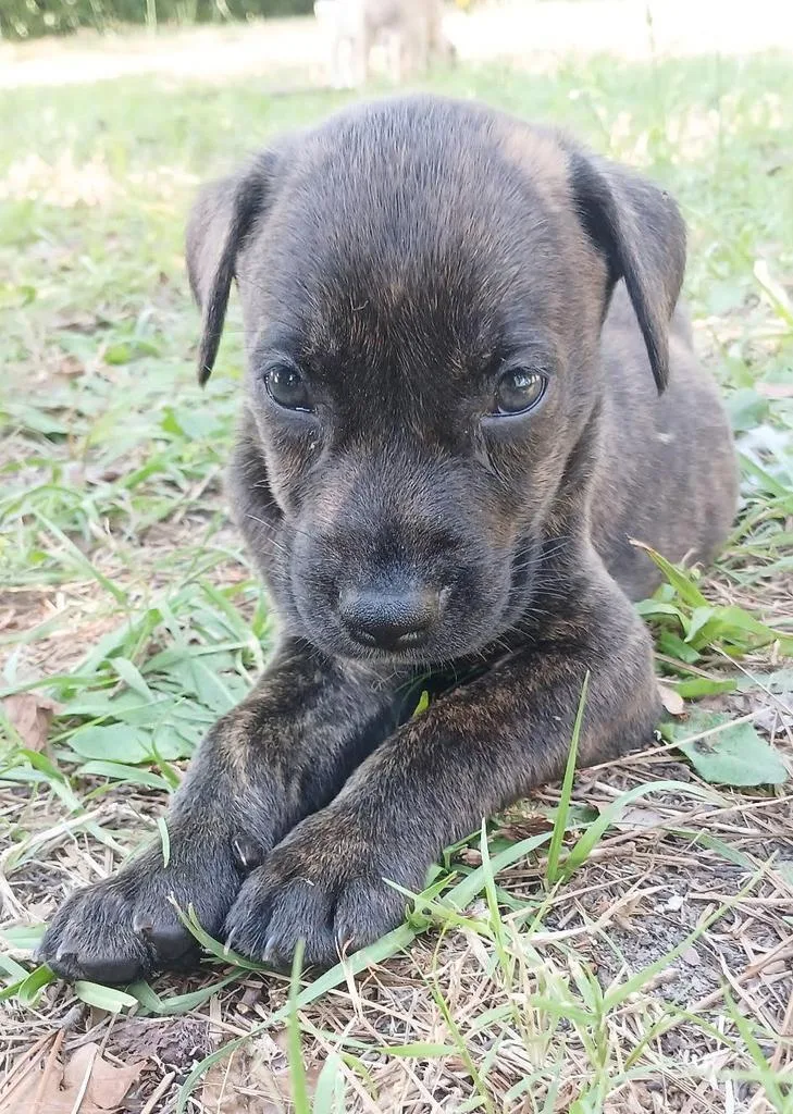 A baby medium-sized male Mixed Breed dog named Espresso for adoption in Florence, SC
