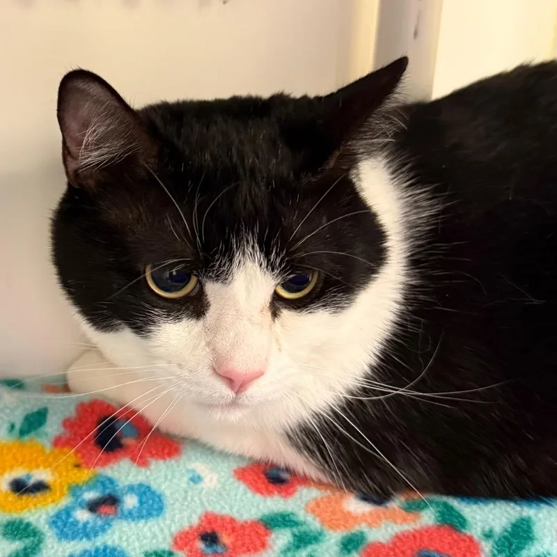 An adult extra large-sized male Domestic Short Hair cat named Patches for adoption in Cumming, GA