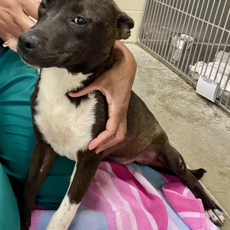 A young small-sized female Black Mixed Breed dog named Diamond for adoption in Columbus, GA