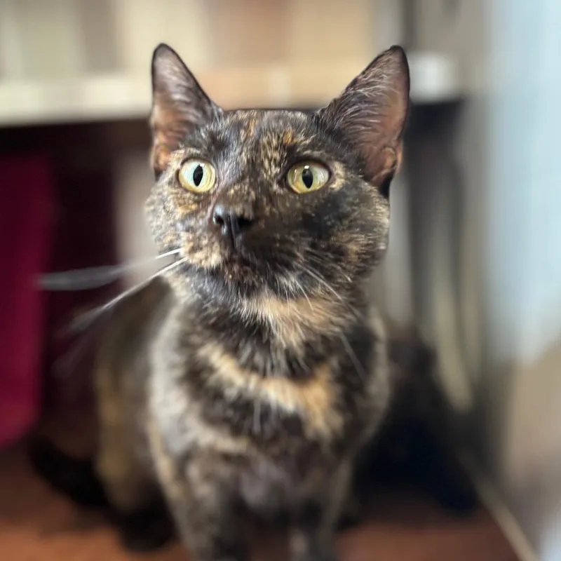 A young medium-sized female Black Domestic Short Hair cat named Moira for adoption in Nashville, IN