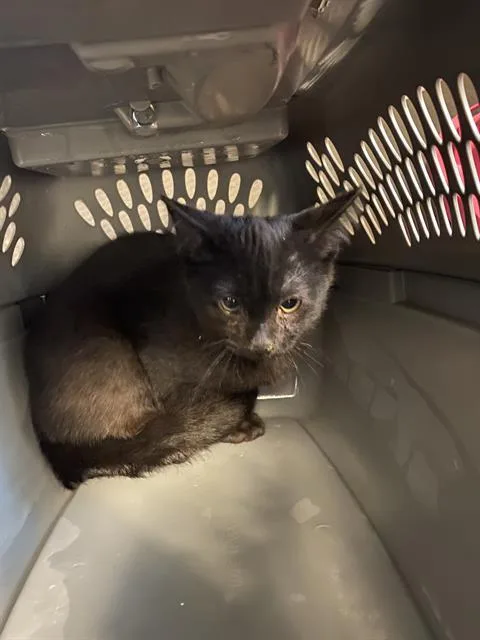 A baby small-sized male Domestic Short Hair cat named Pocket Void for adoption in West Valley City, UT