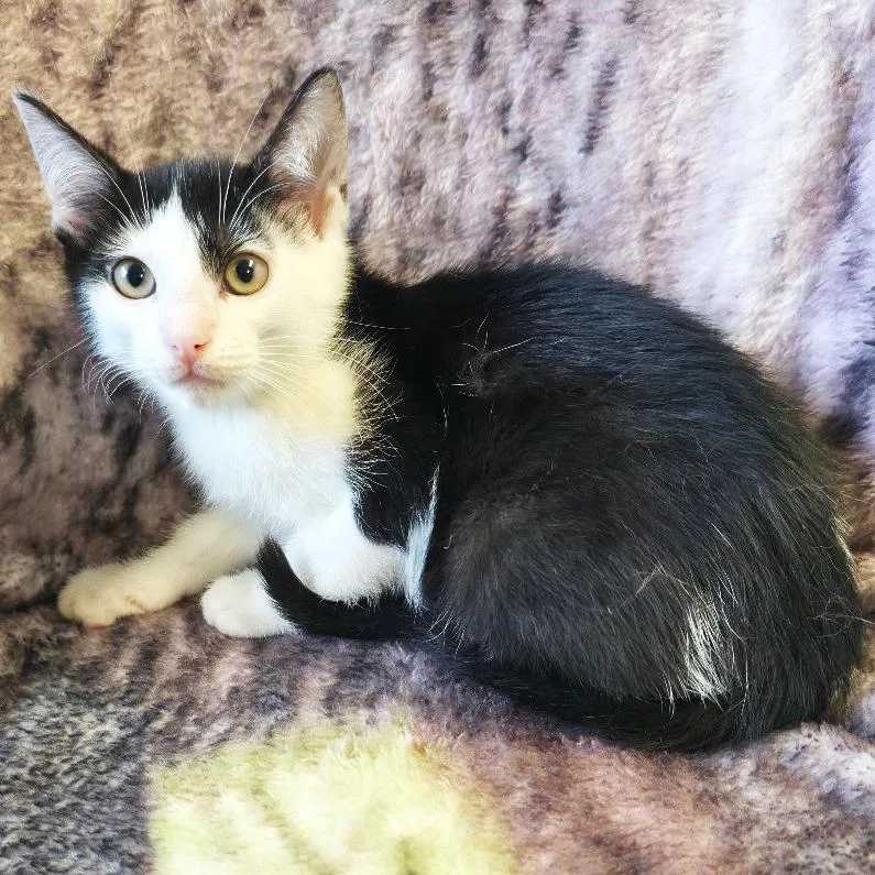 A baby small-sized male Black Domestic Short Hair cat named Badger for adoption in Mount Juliet, TN