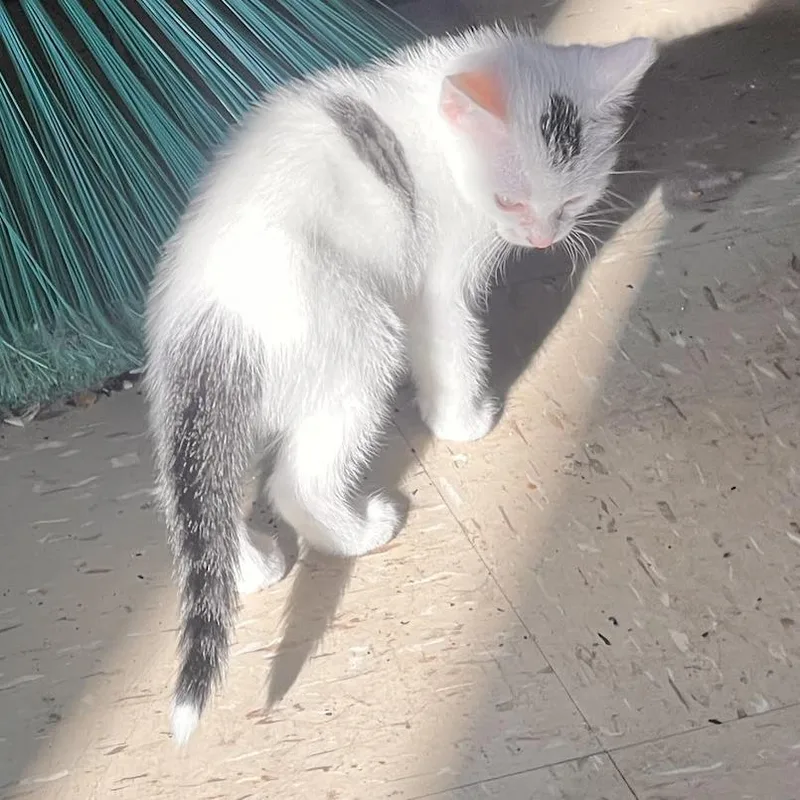 A baby small-sized female White Domestic Short Hair cat named Spoty for adoption in Brooklyn, NY