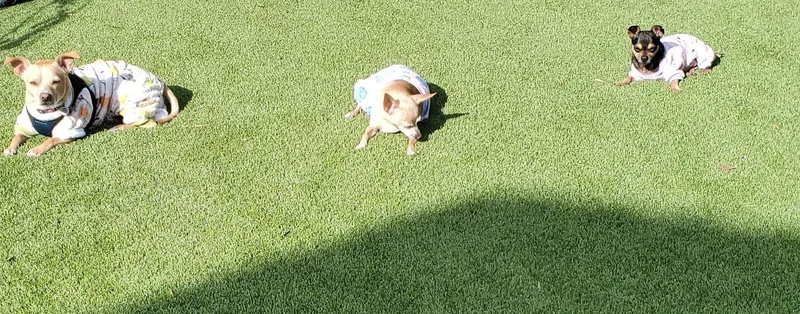 Precious thumbnail 4