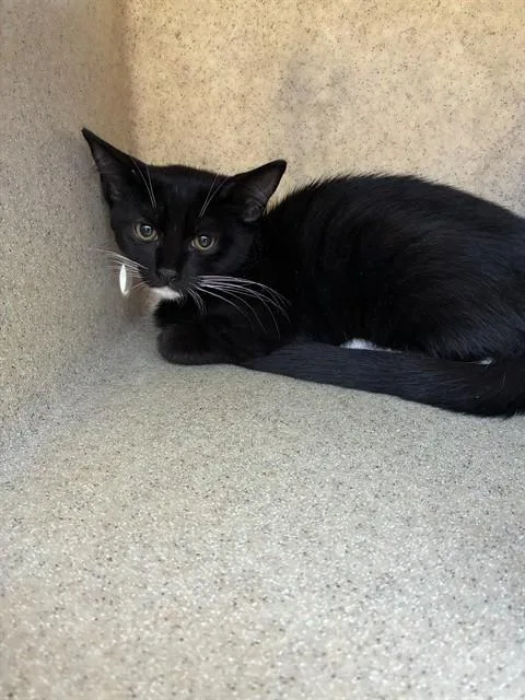 A baby small-sized female Domestic Short Hair cat named Bubbles for adoption in Stockton, CA