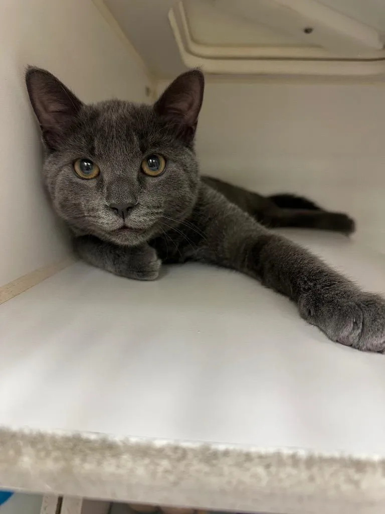 A baby small-sized male Domestic Short Hair cat named Boss for adoption in Johnson City, TN