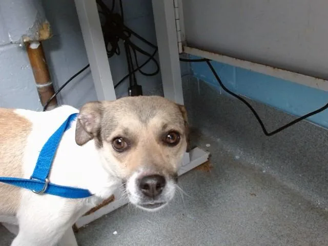 A young small-sized female Parson Russell Terrier dog named Luna for adoption in Albuquerque, NM