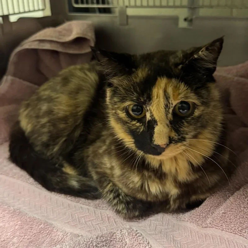 An adult medium-sized female Domestic Short Hair cat named Cornelia for adoption in Bristol, IN