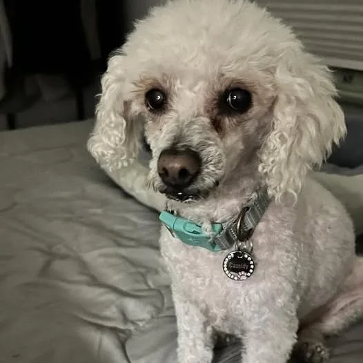 A senior small-sized female White / Cream Poodle dog named Tinsel for adoption in Ramona, CA