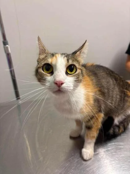 An adult medium-sized female Domestic Short Hair cat named Astrid for adoption in Annapolis, MD